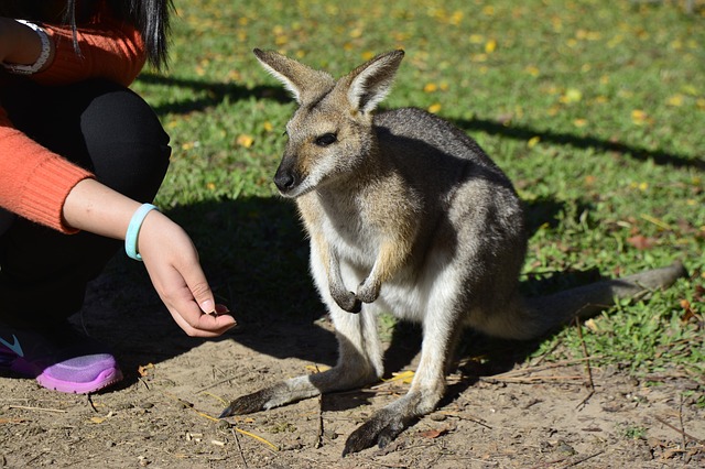Want To Know Where You Can Cuddle Baby Kangaroos