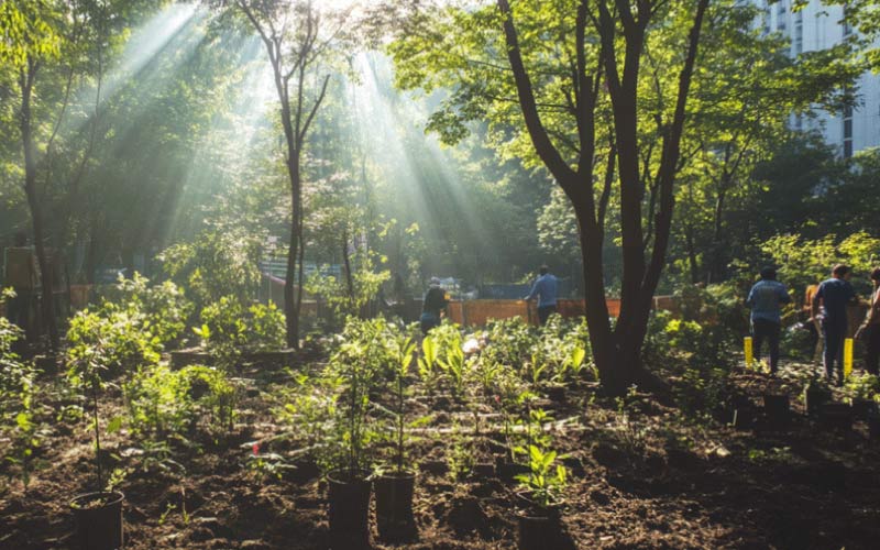 A native Miyawaki forest being created in a small urban space, reducing heat and promoting biodiversity