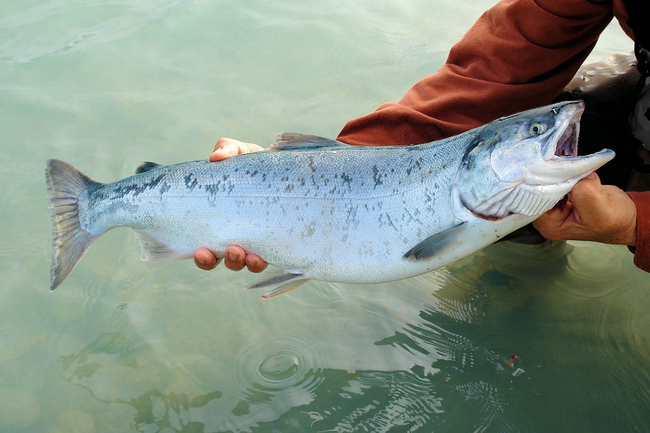 Salmon Fishing Australia