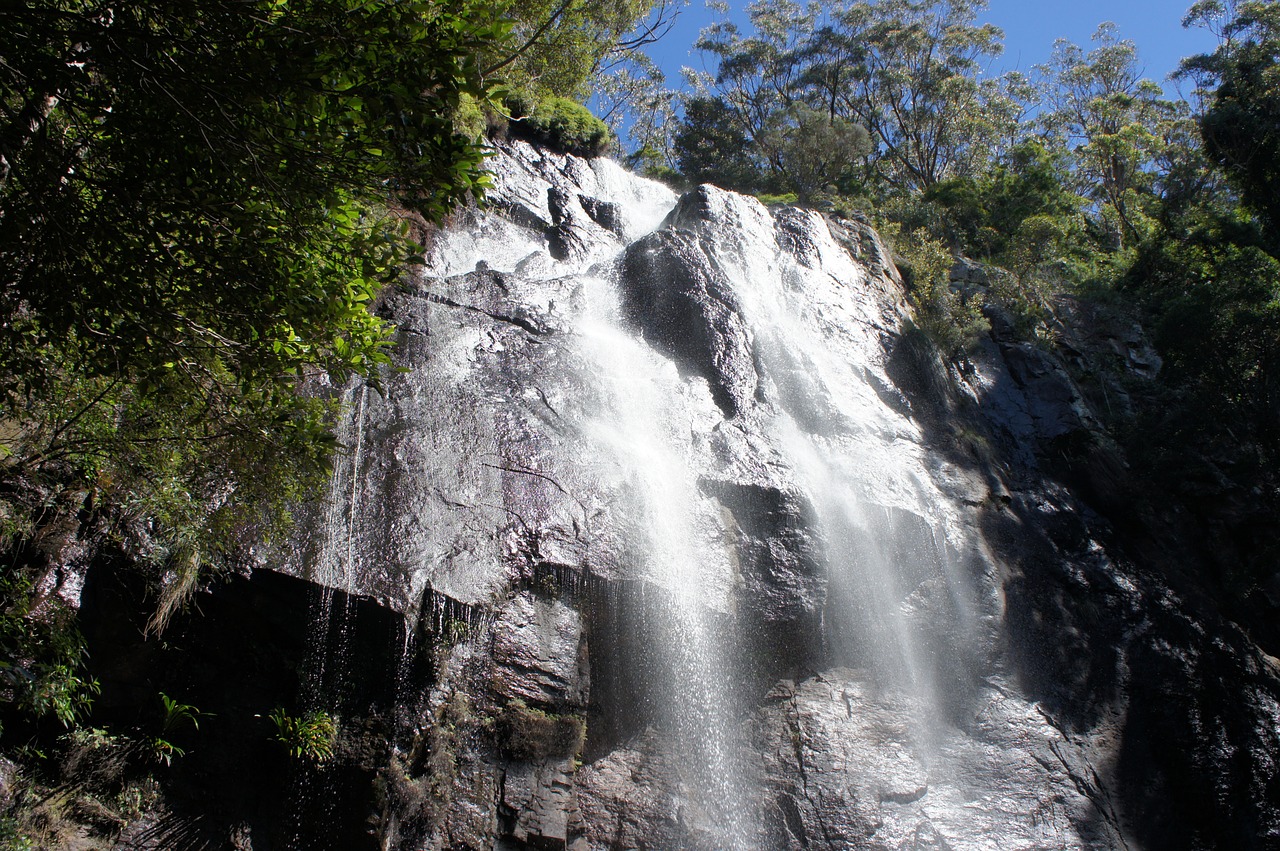 gold coast tours group springbrook national park walking tracks guided walks picnic and day areas purling brook falls burleigh head