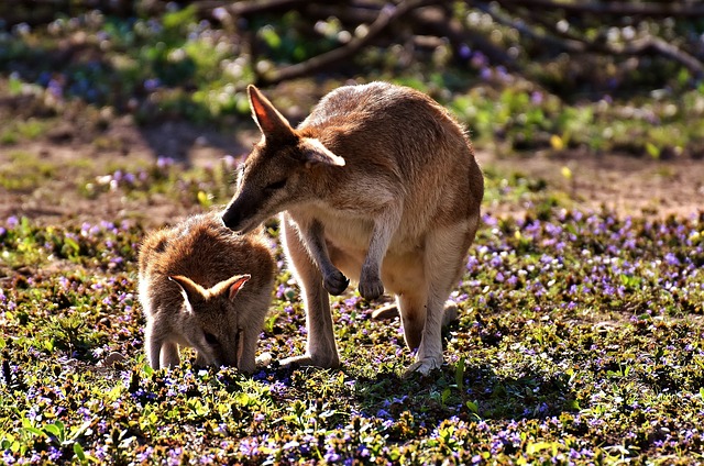 great tourist attractions adelaide botanic garden zoo kangaroo island