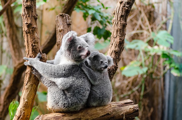 lone pine koala sanctuary brisbane interactive shows holding hand feeding kangaroo wallabies wild lorikeets sheepdog show flight raptor schedule tickets