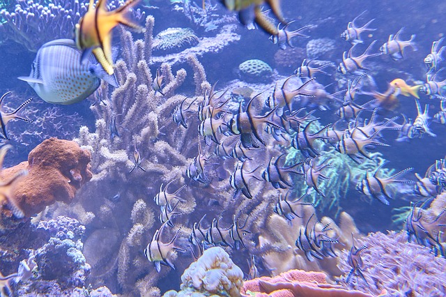 Sea Life Aquarium